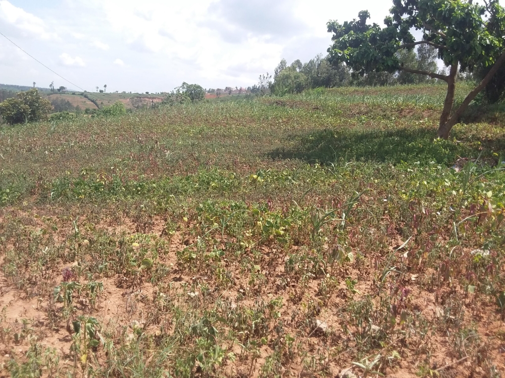 A view of a dried beans plantation in Eastern Province. According to RAB at least 78,000 hectares of bean crop farms across the country were affected by dry spells during agricultural season A