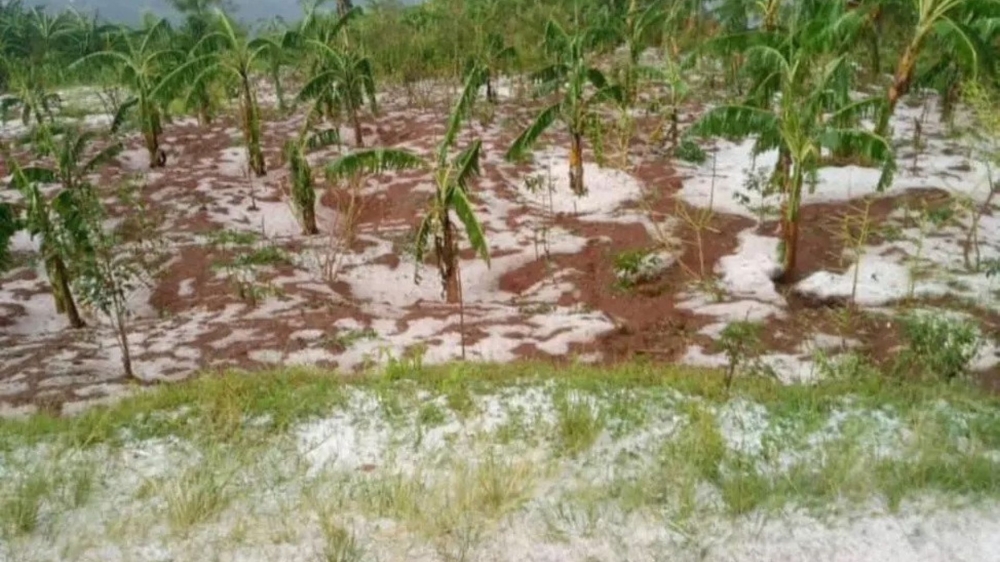 A view of a banana plantation that was highly hit by snow in Rongi Sector, in Muhanga District, Thursday on March 9. Courtesy