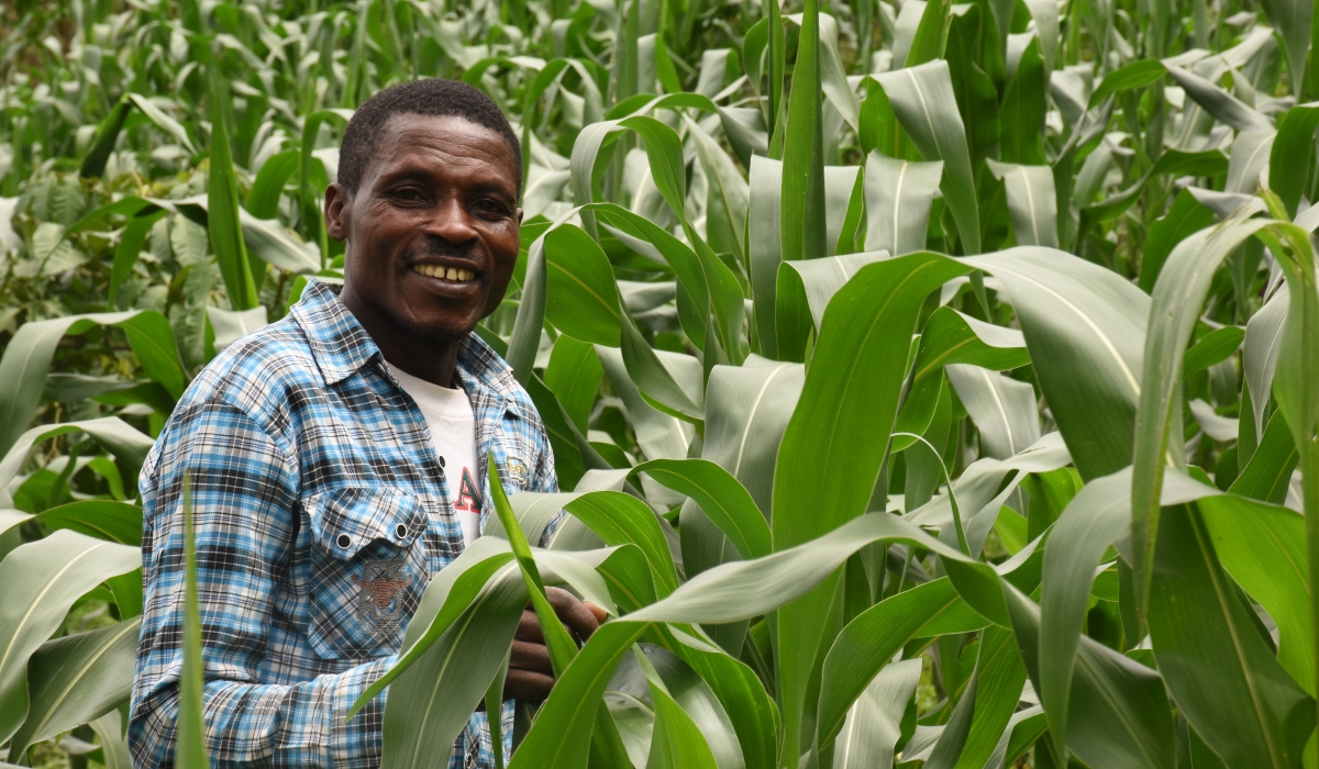 A farmer in a maize plantation. Photo: Courtesy.