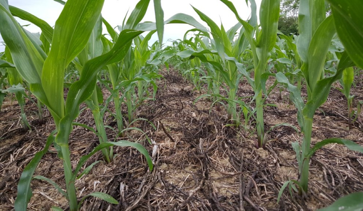 By using the new farming technique, farmers can improve soil health, reduce erosion, and conserve water resources, leading to higher crop yields. Photos by Emmanuel Nkangura 