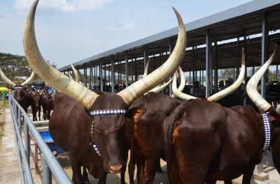 The Inyambo, or the long-horned royal cows, have traditionally been paraded for and by Rwandan kings. Photos by Sam Ngendahimana