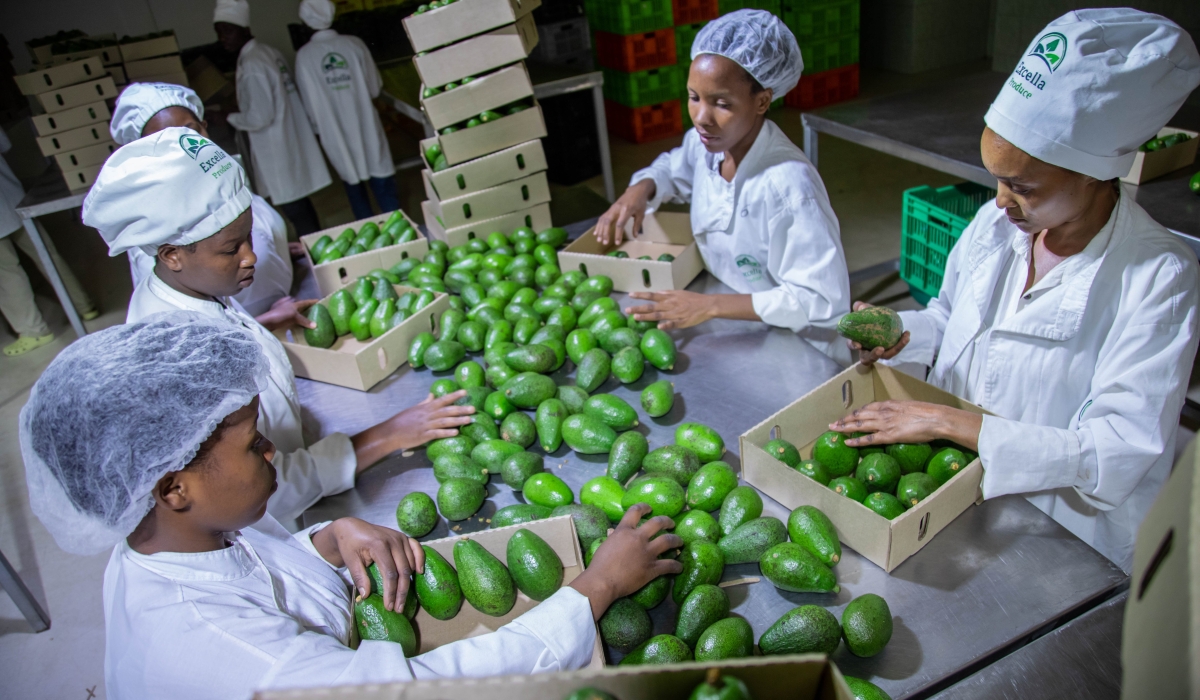 Workers packaging avocadoes for exports at NAEB packhouse in Gikondo. Rwanda’s fruit, vegetable and flower exports generated $46 million from July in 2023 to February in 2024. File