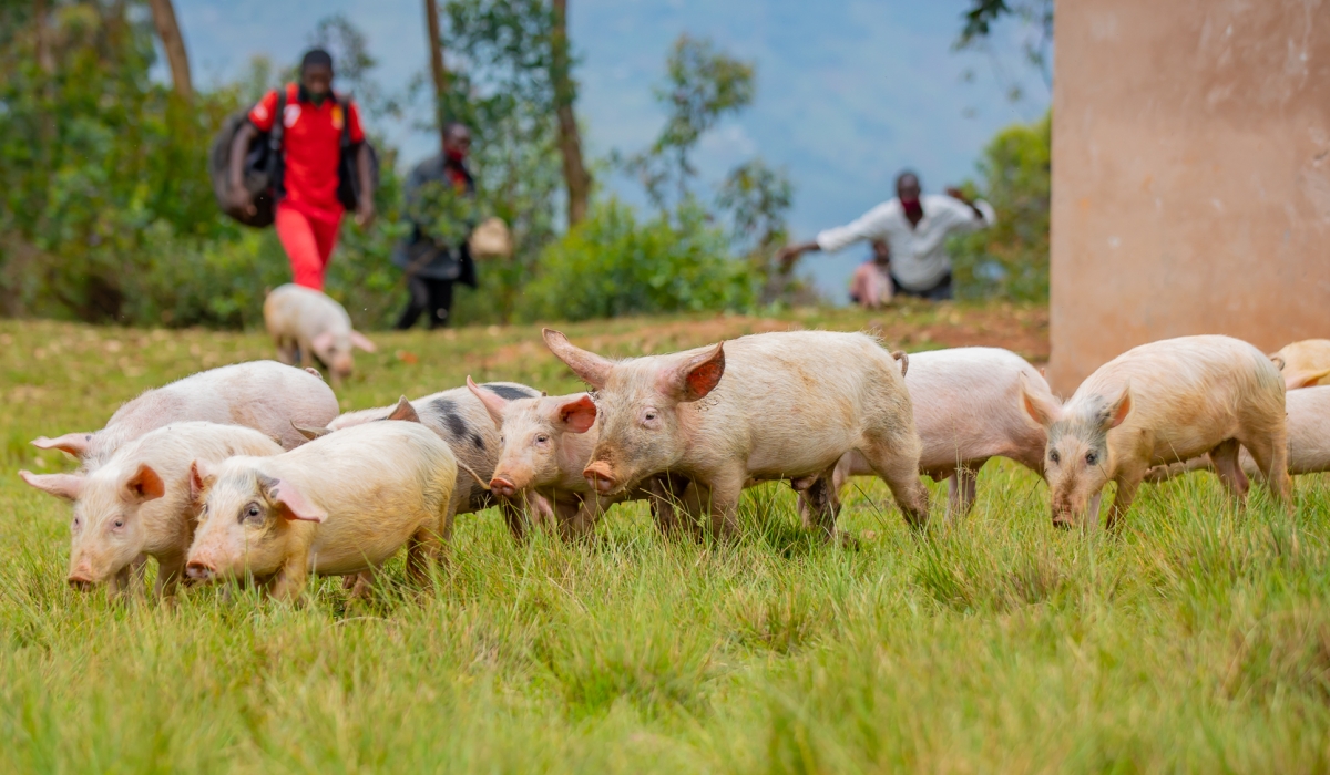 The government aims to increase meat consumption from small livestock farming to 80%, with cows accounting for 20%. Photo: Courtesy.