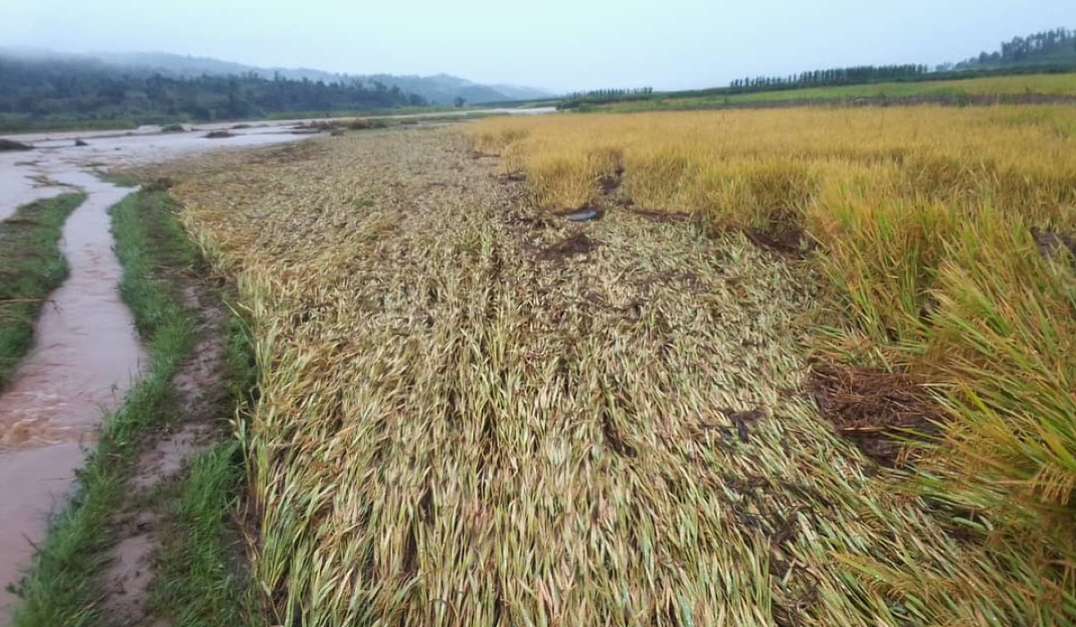 A view of river Rubyiro burst its banks and damaged rice plantation in Rusizi District. File