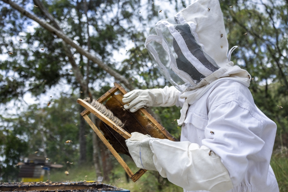 Beekeepers in their farm in Nyamagabe. Rwanda joined the world to mark World Bee Day on May 20. Photos by Olivier Mugwiza