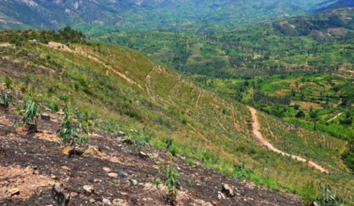 Rwanda committed to restoring two million hectares of land by 2030 through the Bonn Challenge. Photo: Sam Ngendahimana.