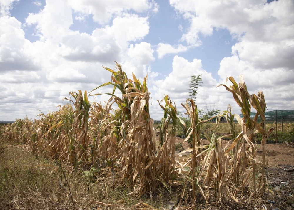 A corn field is seen in the suburb of Harare, capital of Zimbabwe, April 3, 2024. (Photo by Shaun Jusa/Xinhua)