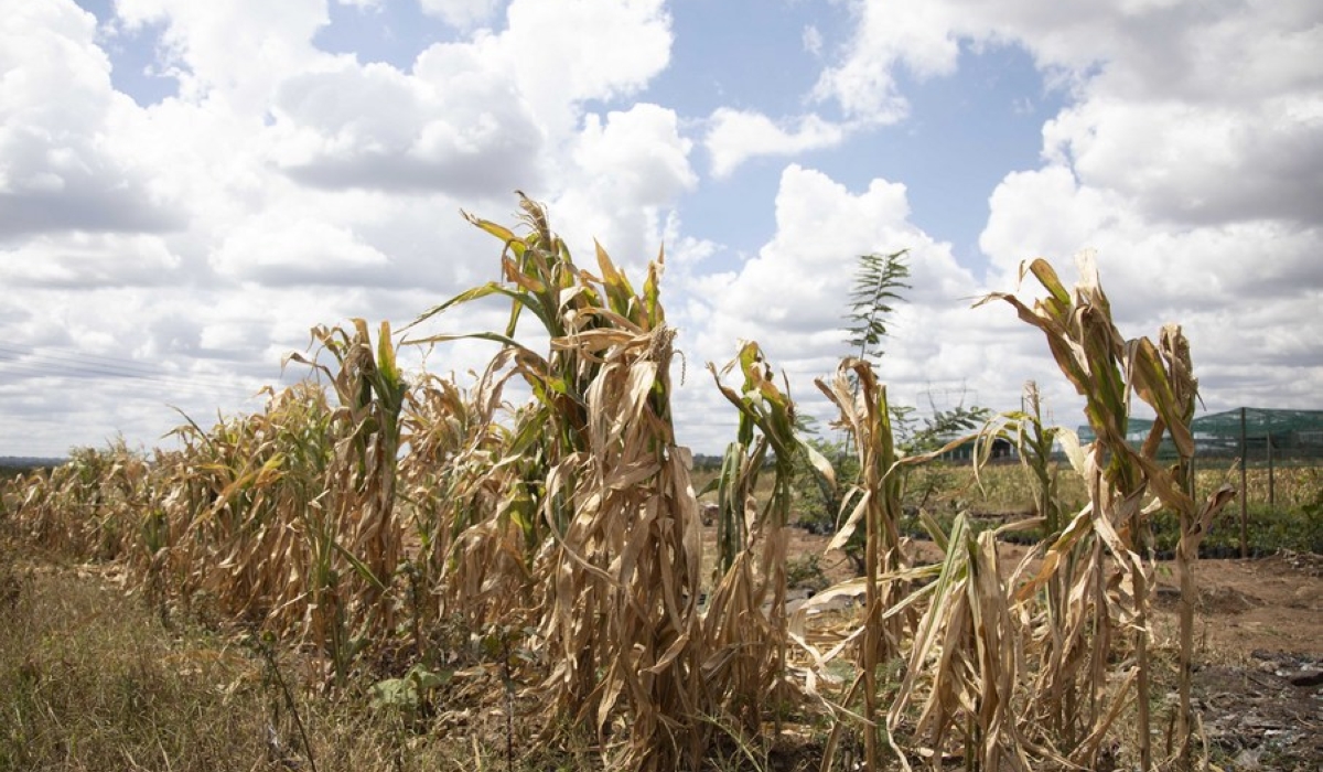 A corn field is seen in the suburb of Harare, capital of Zimbabwe, April 3, 2024. (Photo by Shaun Jusa/Xinhua)