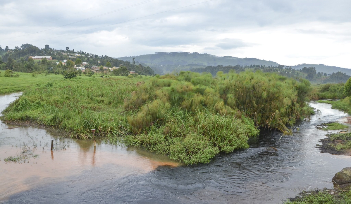 A view of the conserved Rugezi wetland which has played a big role in stabilising the water supply for national hydropower generation. Photo by Sam Ngendahimana