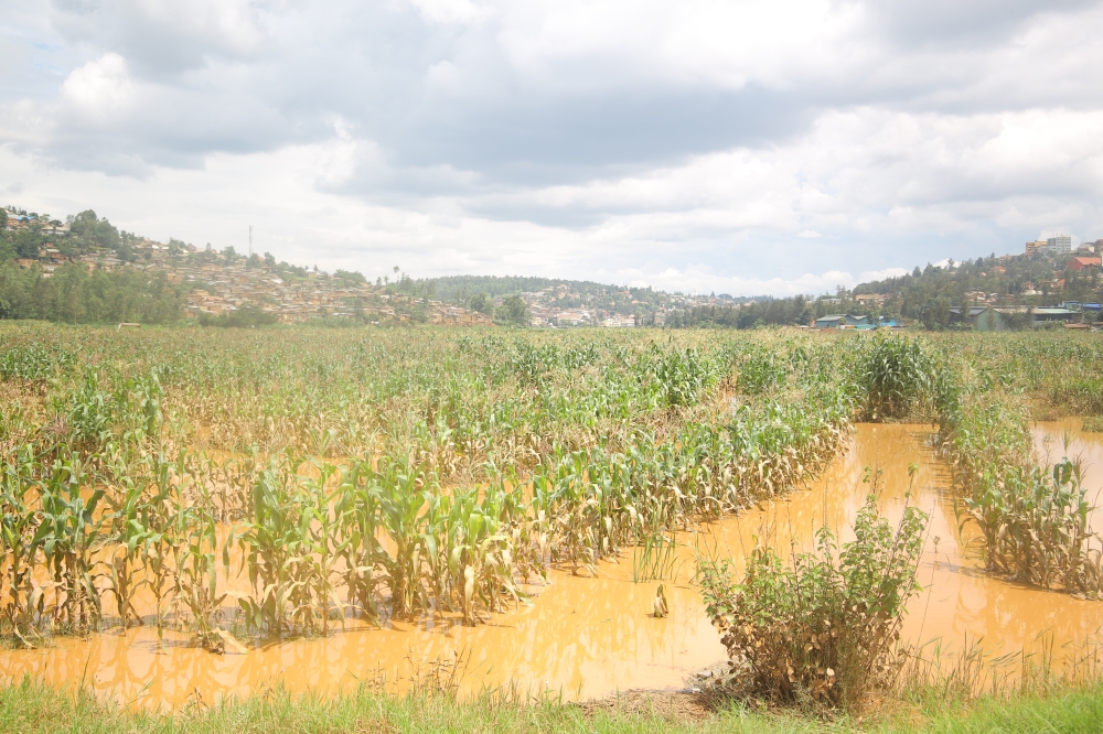 A flooded maize plantation in Nyabugogo wetland. The Nyabugogo Wetland Restoration Initiative was submitted by the Rwanda Environment Management Authority. Sam Ngenda