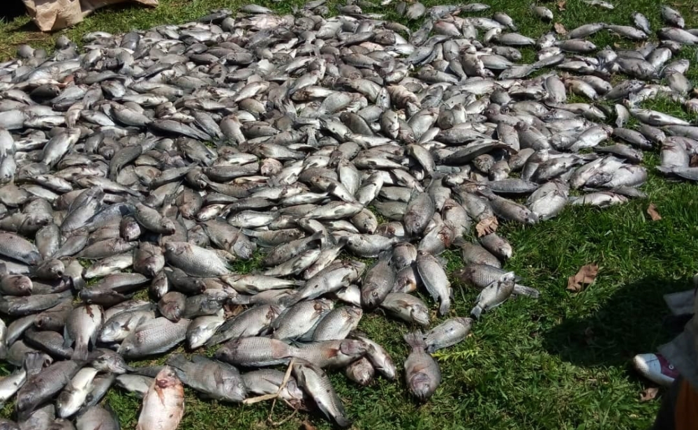Thousands of dead fishes collected at Lake Muhazi  where different cooperatives grow fishes on January 17,2021. The loss is due to water pollution . File