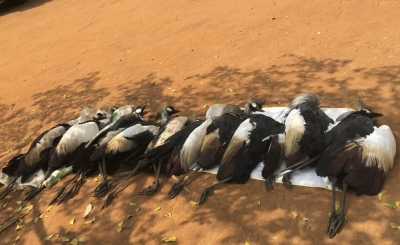 10 dead grey cranes on a rice farm of one of the residents at  the Umuvamba Valley in Uwinkiko Village, Rwempasha Cell, Nyagatare District, on Saturday, June, 17. Courtesy
