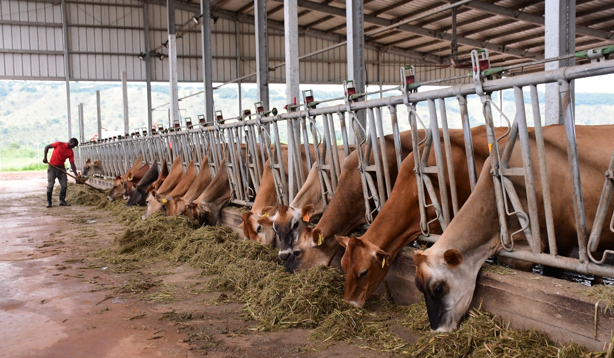 Some cows at Gabiro Agribusiness Hub project in Nyagatare District. Courtesy