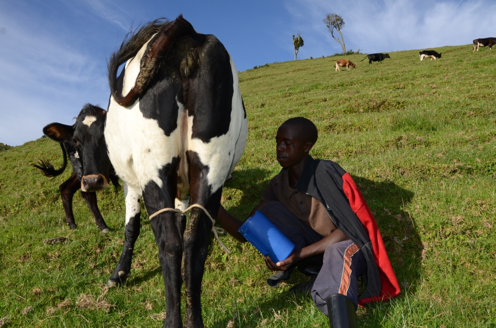 Rwanda Agriculture and Animals Resources Board (RAB) has warned against poor milking hygiene in Gishwati cattle farms. Photo by Sam Ngendahimana