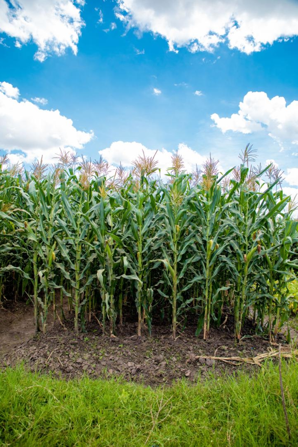 The Aminika WH403, a maize variety developed by Western Seed Company. All photos Courtesy