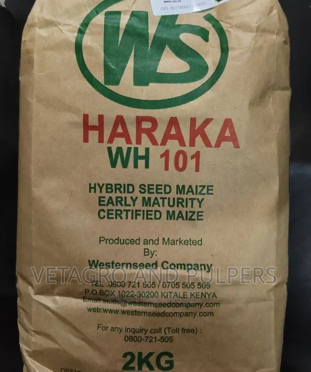 Haraka WH101 is a maize variety known for its high yield and tolerance to certain diseases