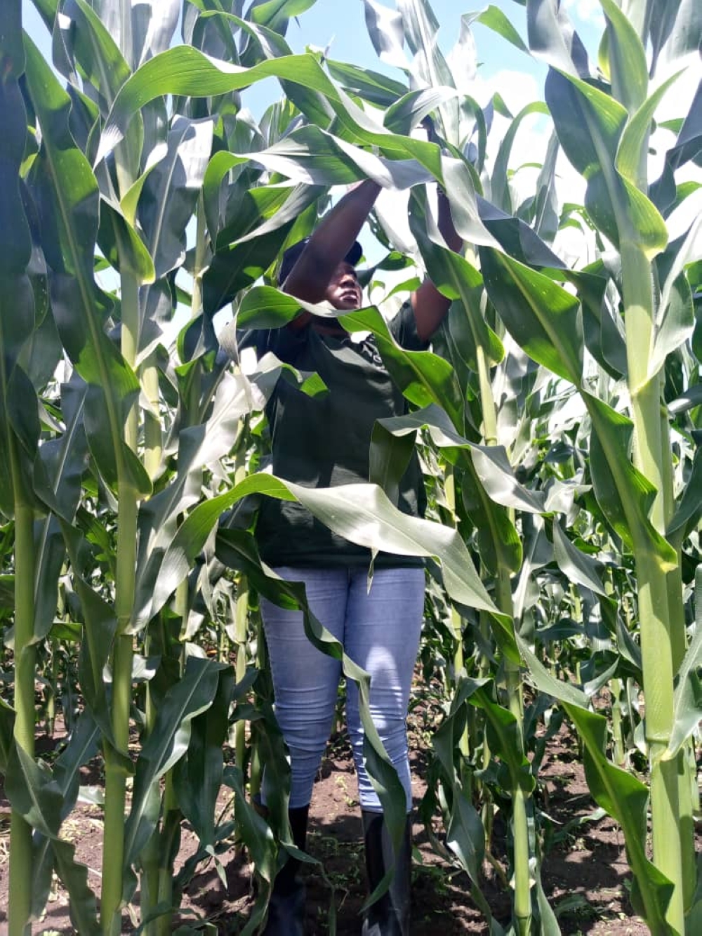 A staff member examines maize in a field