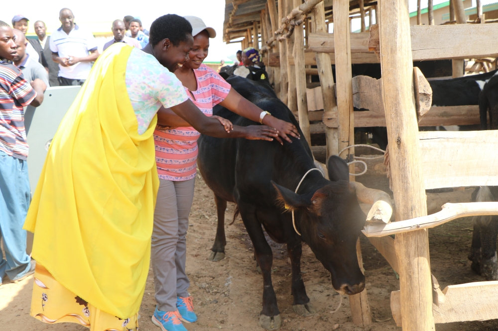 A citizen receives a cow under Girinka, the one cow per poor family programme. Despite some challenges, which were identified and fixed, Girinka played a major role in alleviating poverty and improving nutrition for poor rural families. (Sam Ngendahimana)