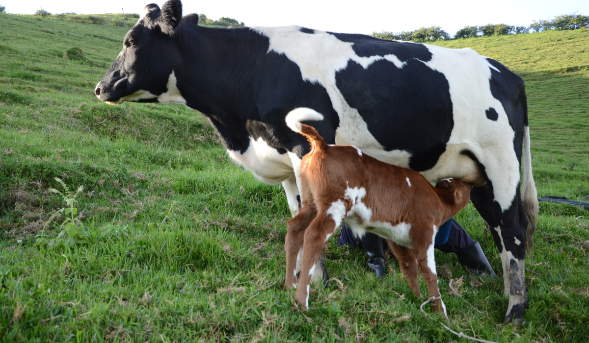 The minimum price of raw milk delivered by dairy farmers to milk collection centres (MCCs) at Rwf400 per litre. Photo by Sam Ngendahimana