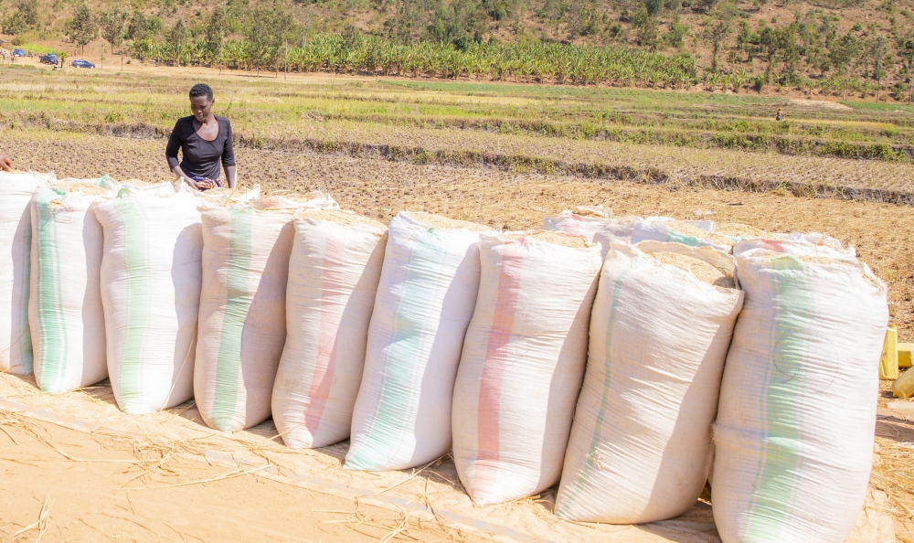 Packages of rice produce that was haversted in  Nyagatare District. Rice mills have thousands of tonnes of unsold rice stocks, and they are struggling to buy produce from farmers. Courtesy