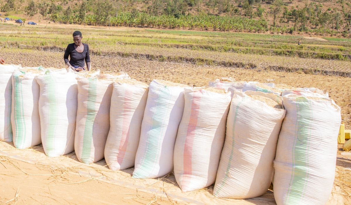 Packages of rice produce that was haversted in  Nyagatare District. Rice mills have thousands of tonnes of unsold rice stocks, and they are struggling to buy produce from farmers. Courtesy