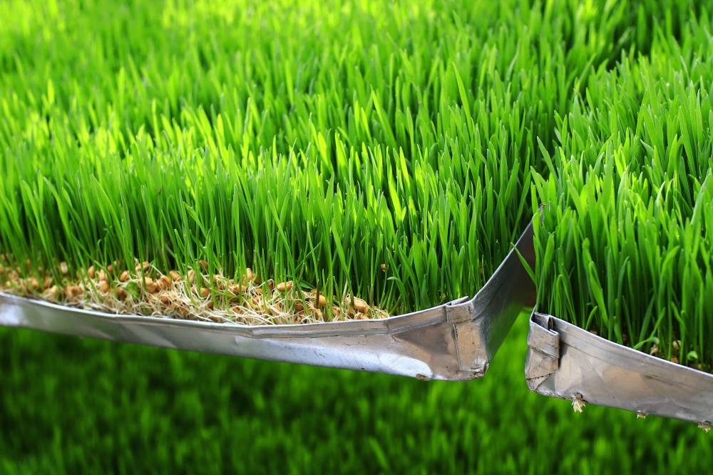 This technique aims to address forage and feed shortages for cattle, thereby enhancing milk production and sustaining small livestock during dry spells over the next five years.