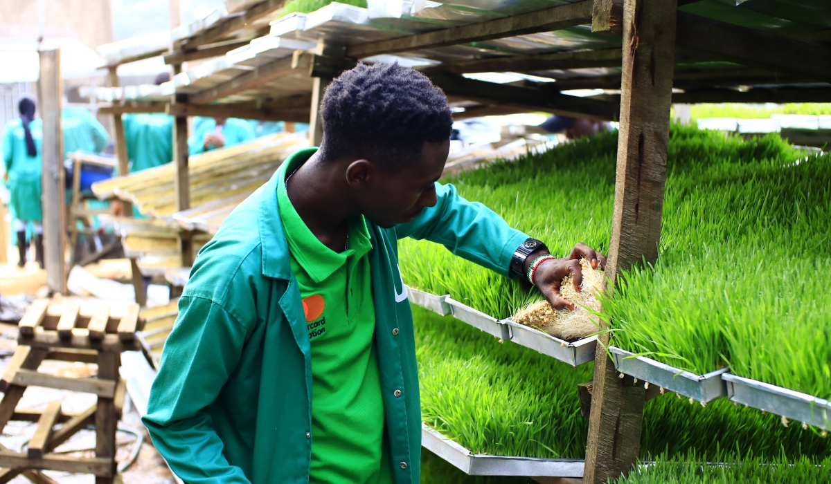 A worker sorting seedlings in Nyagatare. Rwanda Agriculture and Animal Resources Development Board (RAB) is engaging farmers and the private sector in hydroponic fodder cultivation. Courtesy