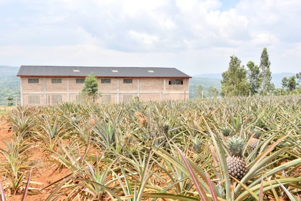 A pineapple processing plant that will add value to the produce is in the testing phase in Mugesera Sector. Photos: Emmanuel Nkangura