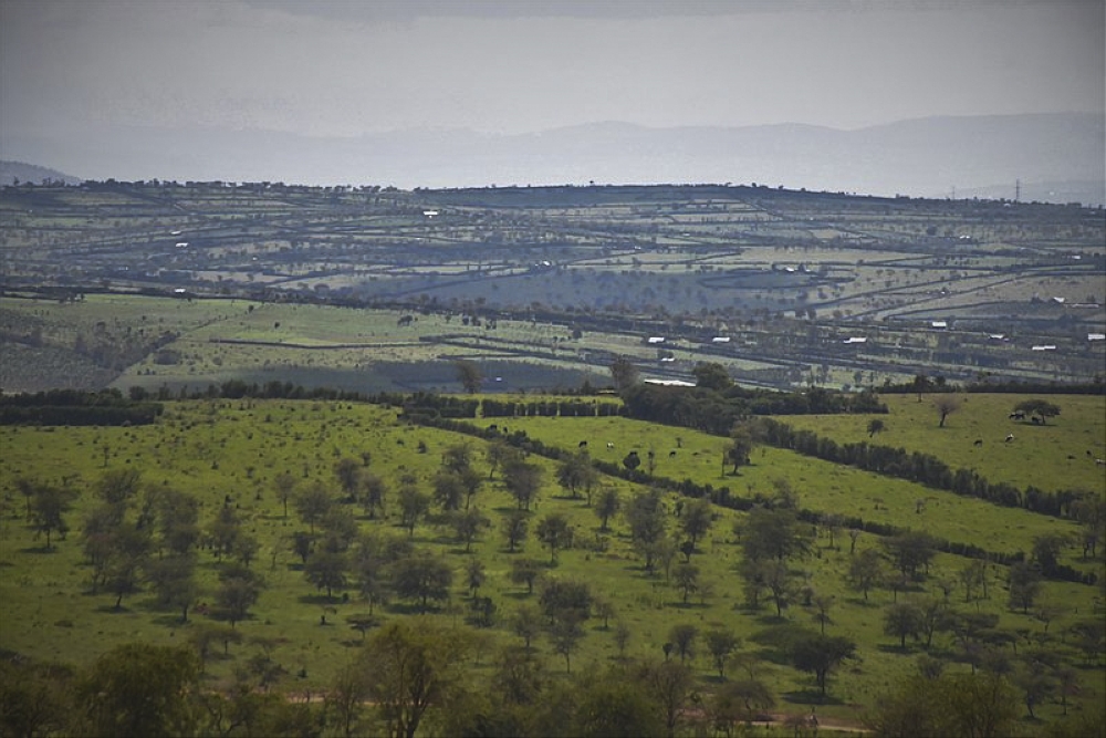 A landscape view of farms in Nyagatare District. Land intended for agriculture, livestock, and forestry, which is larger than five hectares and remains unexploited, may be subject to temporary acquisition by the state. Photo: Courtesy