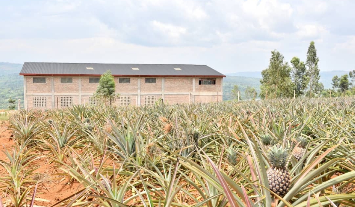 A pineapple processing plant that will add value to the produce is in the testing phase in Mugesera Sector. Photos: Emmanuel Nkangura