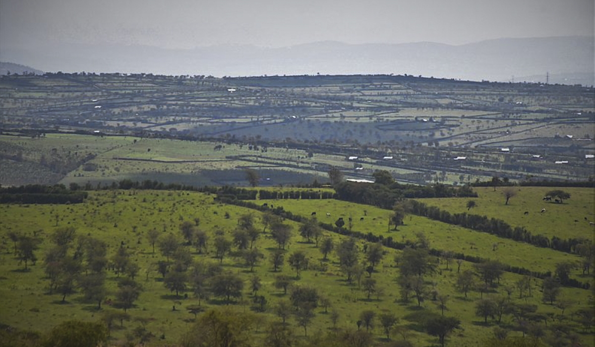 A landscape view of farms in Nyagatare District. Land intended for agriculture, livestock, and forestry, which is larger than five hectares and remains unexploited, may be subject to temporary acquisition by the state. Photo: Courtesy