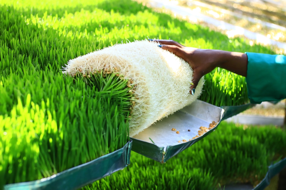 Hydroponic fodder is produced by growing seeds without soil and with minimal water, using about ten times less water than traditional methods. Courtesy