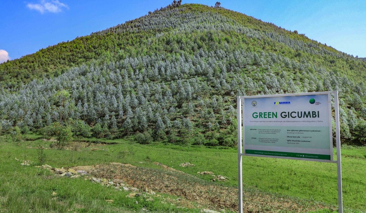 A landscape view of the reforested area. Green Gicumbi project has rehabilitated 1,107 hectares of degraded forests in the past three years. Courtesy