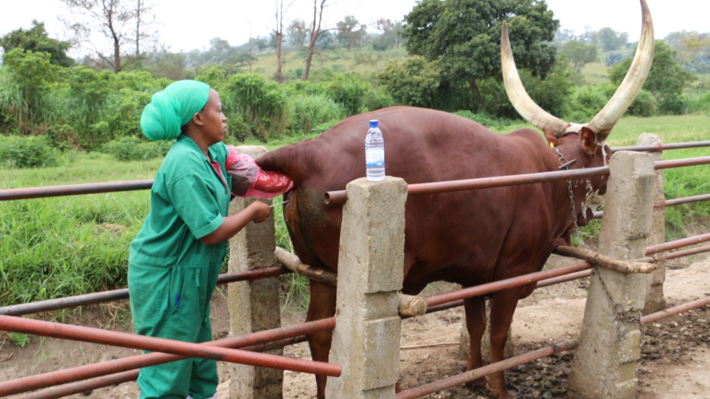 A veterinarian conducts the artificial insemination at former ISAR Rubona farm. MINAGRI has announced that key veterinary services will now be provided by private operators. Courtesy