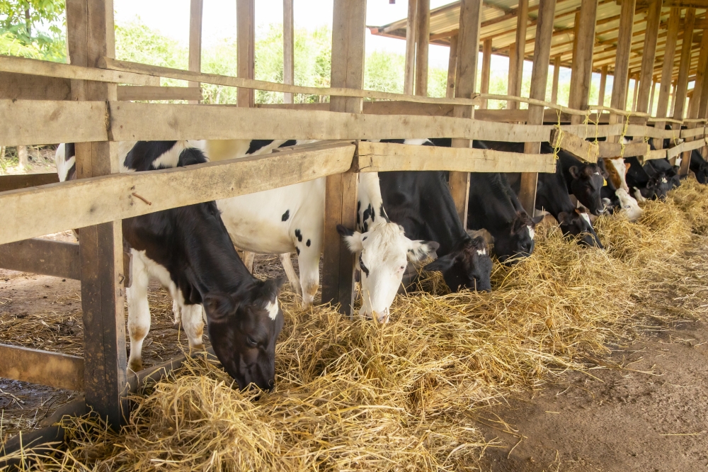 MINAGRI announced to decentralise veterinary services by involving private operators for bolstering the livestock sector in the country. File