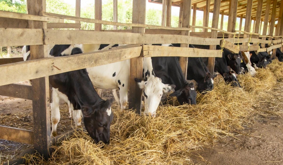 MINAGRI announced to decentralise veterinary services by involving private operators for bolstering the livestock sector in the country. File