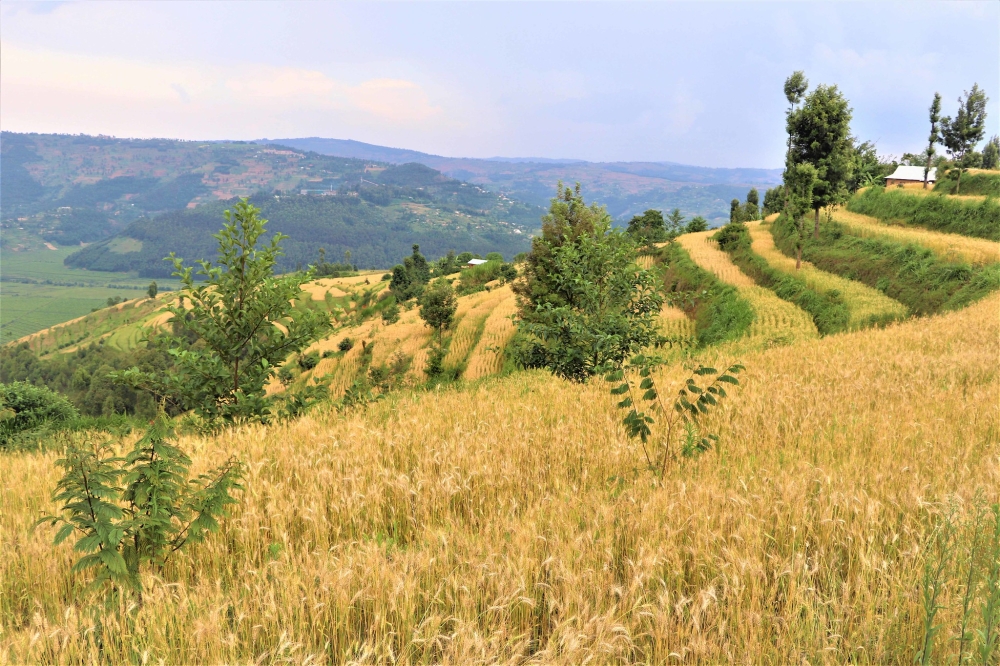 A landscape view of a wheat plantation, a consolidated land at Green Gicumbi Project. Courtesy