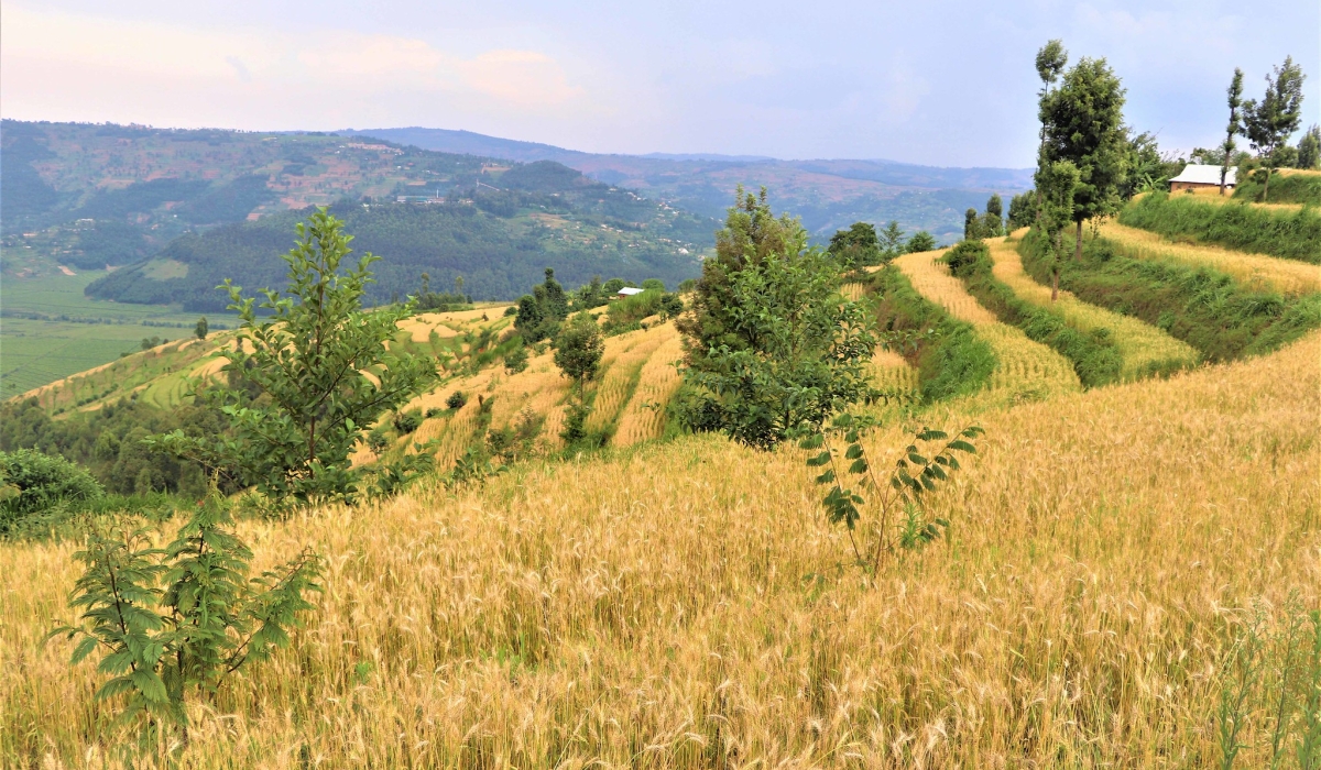 A landscape view of a wheat plantation, a consolidated land at Green Gicumbi Project. Courtesy