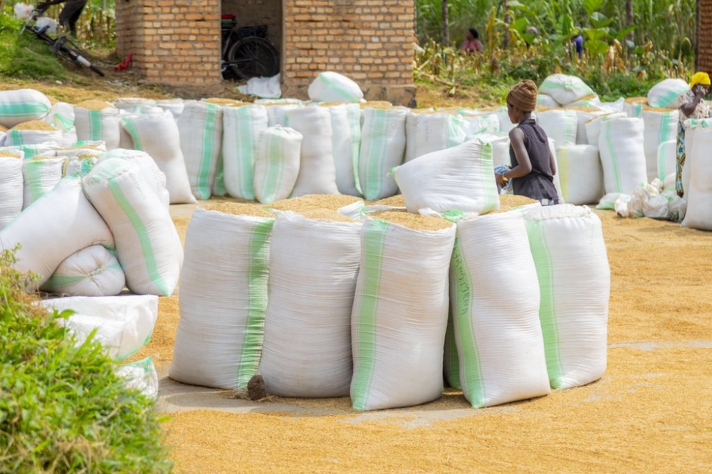 Farmers sort their rice produce at Bugarama rice farm. Rwanda Food Commodity Board” will be purchasing produce from farmers and also help them afford agro-inputs. File