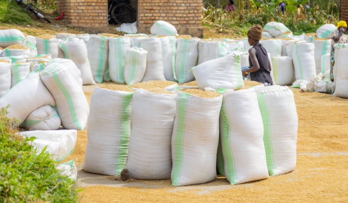 Farmers sort their rice produce at Bugarama rice farm. Rwanda Food Commodity Board” will be purchasing produce from farmers and also help them afford agro-inputs. File