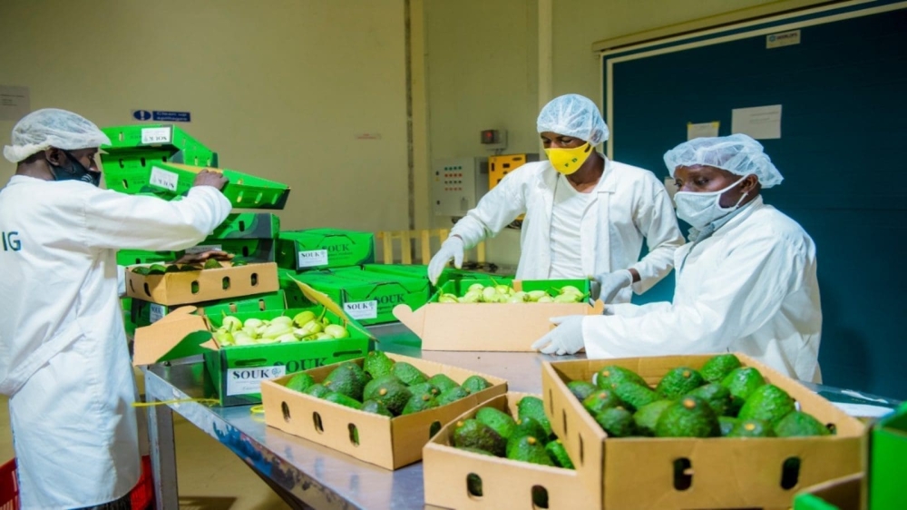 Workers sort fresh avocado for exports in Kigali. Rwanda&#039;s trade deficit widened by 30.9 per cent year-on-year, reaching $411.6 million in June this year. Courtesy