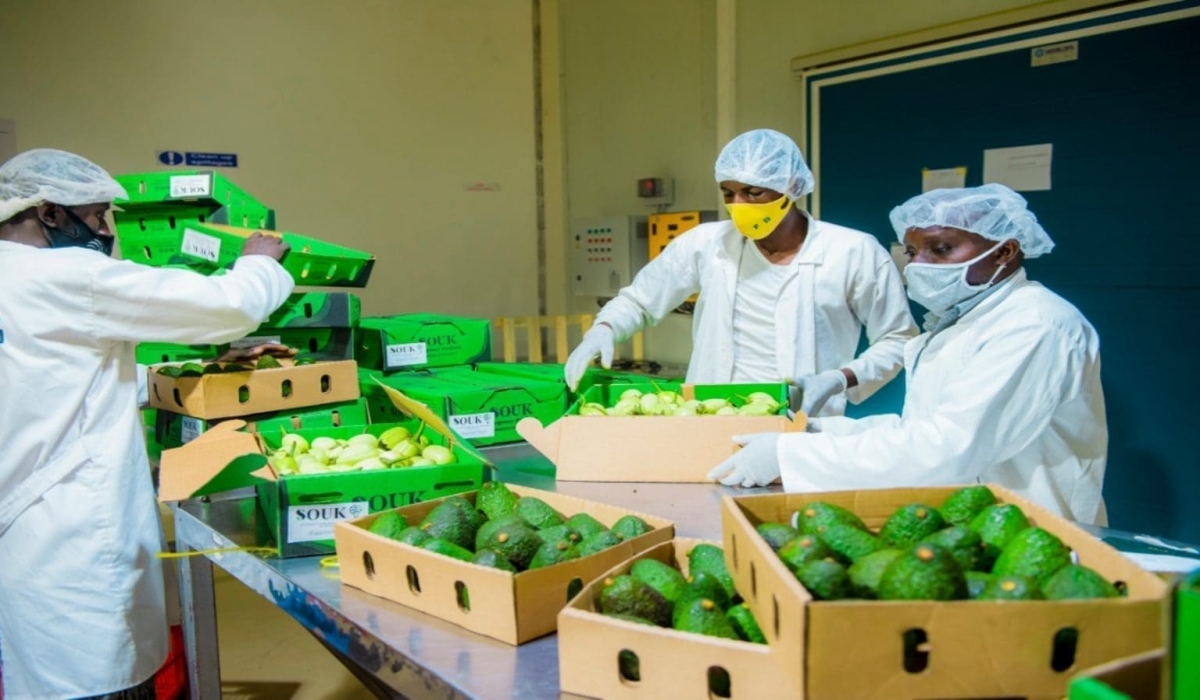 Workers sort fresh avocado for exports in Kigali. Rwanda&#039;s trade deficit widened by 30.9 per cent year-on-year, reaching $411.6 million in June this year. Courtesy