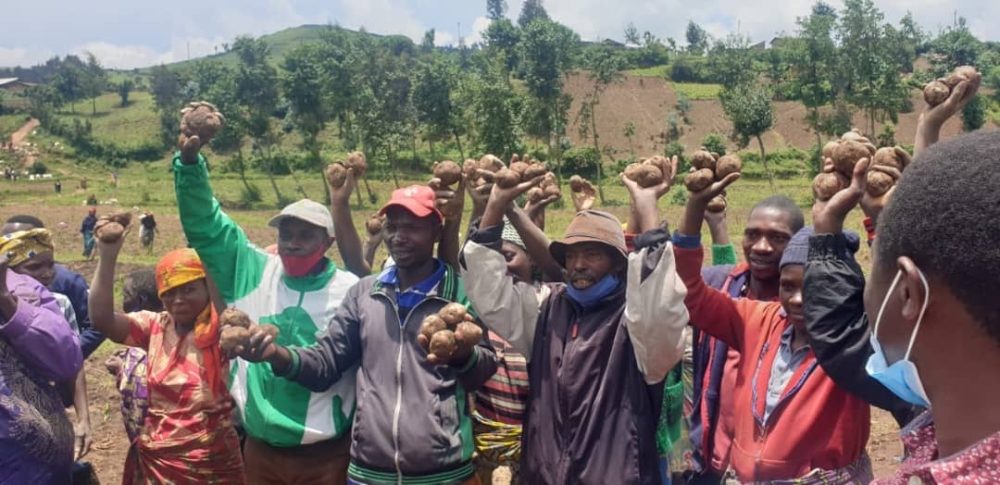 Small-scale farmers in Rutsiro District are witnessing high productivity following the restoration of Bitenga marshland. Photos by Germain Nsanzimana