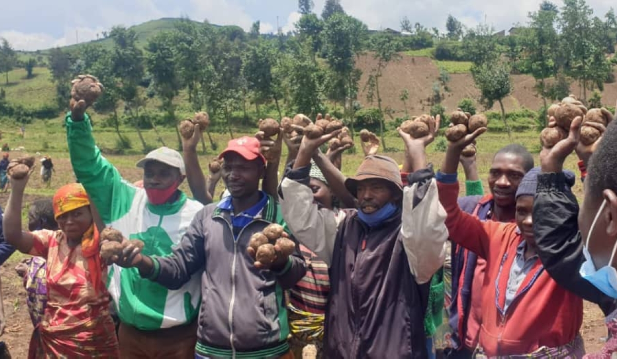 Small-scale farmers in Rutsiro District are witnessing high productivity following the restoration of Bitenga marshland. Photos by Germain Nsanzimana