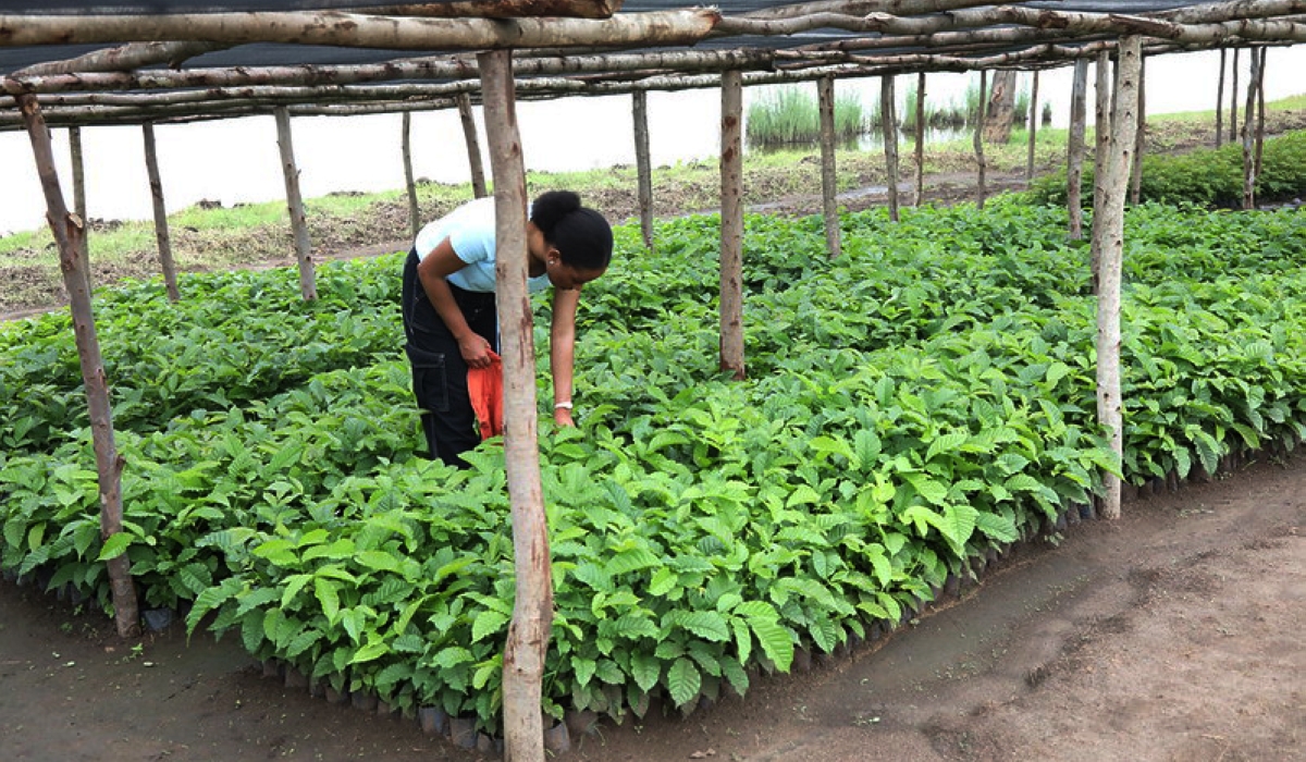 One of tree nurseries that were  established by the government in Eastern province.  Courtesy