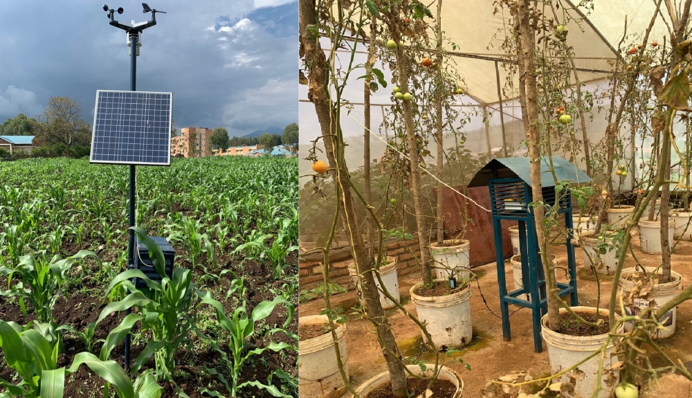 Raspberry Pi tech remote irrigation is an automated method that uses sensors and computers to schedule crop irrigation without the need for manual intervention. Courtesy