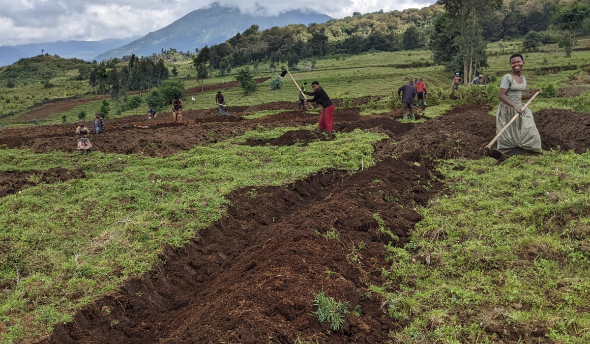 Farmers working in their fields in Kinigi Sector, Musanze District, one of the areas with fertile land in the country/Photo by Germain Nsanzimana.