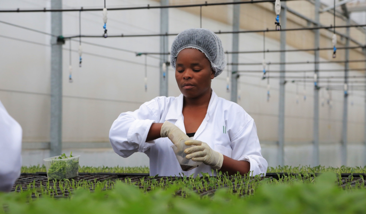 Agri-scientists work in Irish potato multiplication centre in Kiningi in Musanze District.