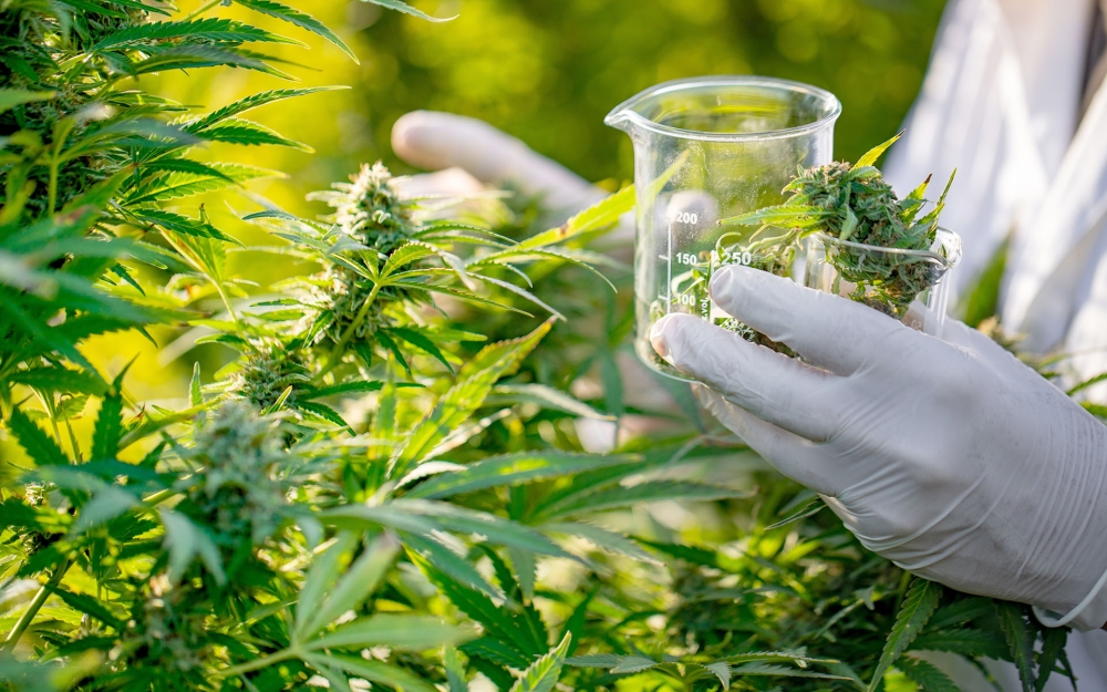 A scientist sorts medical marijuna leaves in a plantation. The completion of cconstruction works of the cannabis production facility in Musanze district has been extended to September. Net photo