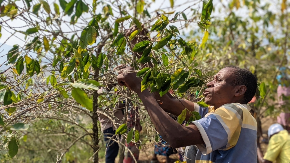 A farmer in Karongi District during a community work exercise for coffee trees’ upgrading and restoration initiative to increase production on Tuesday, August 13. Photos By Germain Nsanzimana 